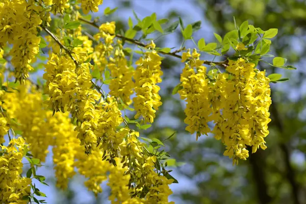 Close-Up Of Laburnum Anagyroides Yellow Flowers