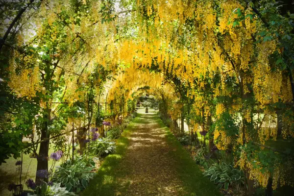 A laburnum arch in flower. Getty Images