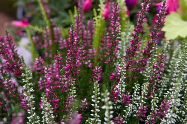Flowering heather