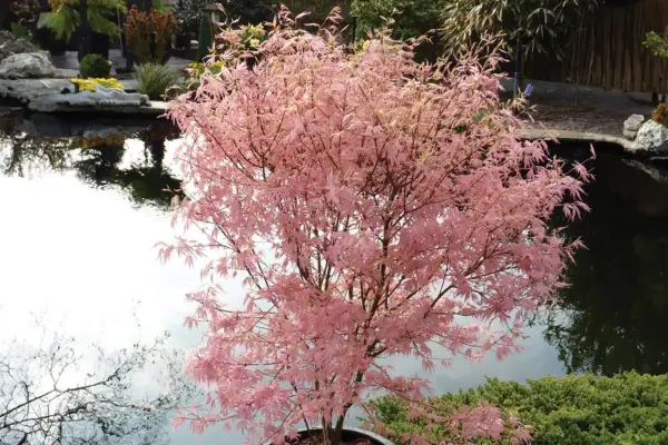 Colourful Japanese Maple