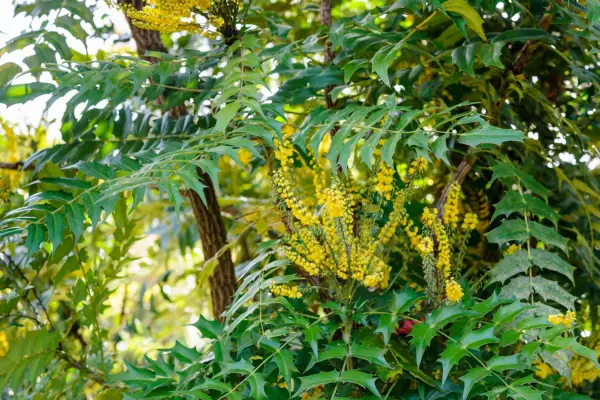 2048x1365-Mahonia-Grow-Guide-LI2416455