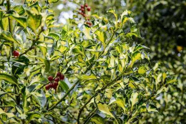 Ilex aquifolium 