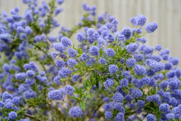 Best climbers - Ceanothus
