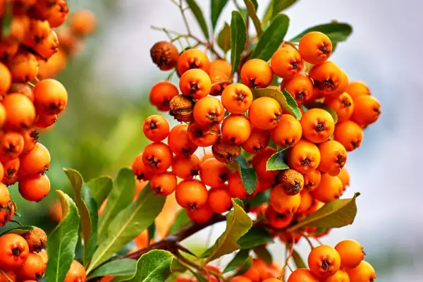 Whitebeam berries. Getty Images