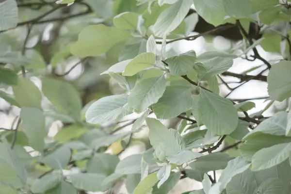 Young whitebeam leaves. Getty Images
