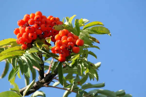 Whitebeam berries. Getty Images
