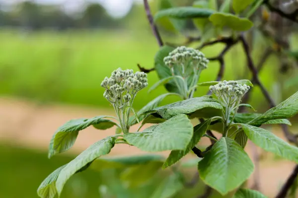 Sorbus aria ‘Lutescens’. Getty Images