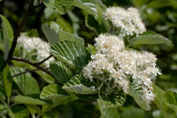 Whitebeam. Getty Images