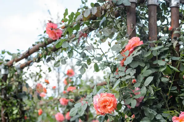 How to grow climbing roses - where to grow climbing roses