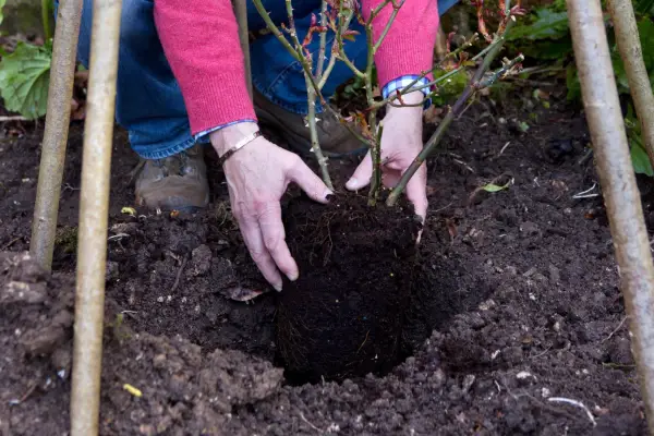 How to grow climbing roses - how to plant a climbing rose