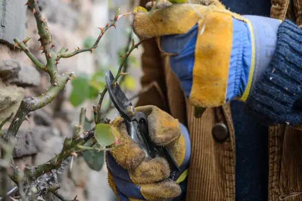 How to grow climbing roses - how to prune a climbing rose
