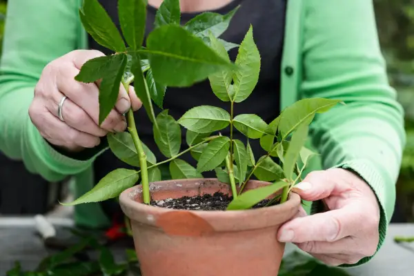 How to grow climbing roses - how to propagate climbing roses