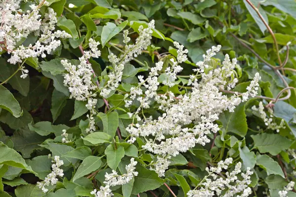 Russian vine flowers. Getty Images