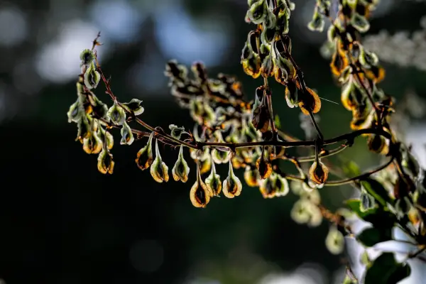 Russian vine seeds. Getty Images
