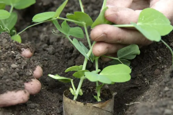 Planting out sugar-snap peas