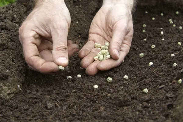 Sowing sugar-snap peas
