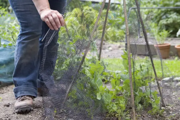 Placing mesh around sugar snap peas