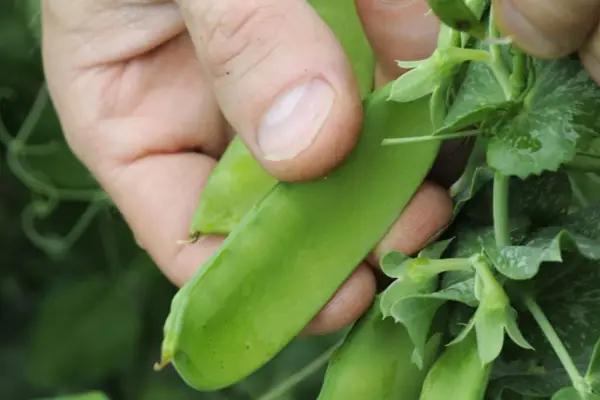 Sugar snap pea pod