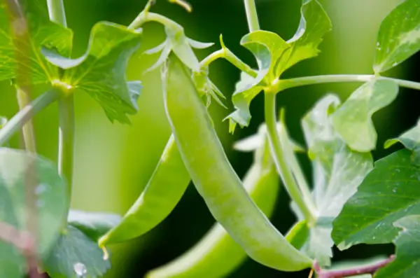 How to grow sugar snap peas