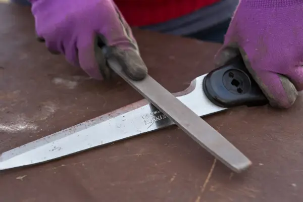 Sharpening the blades of the shears