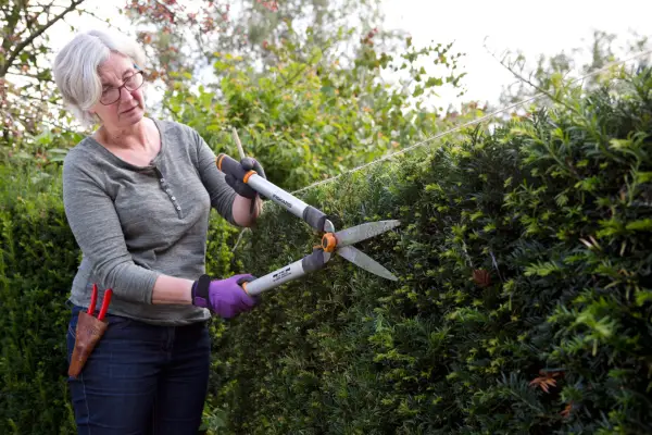 Cómo podar un cobertura de tejo