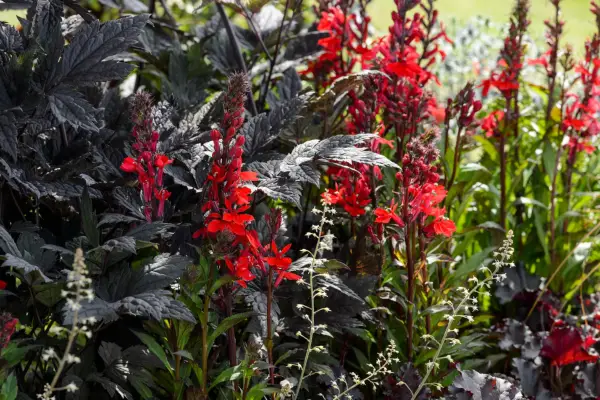 Lobelia cardinalis growing with Actaea simplex and Tiarella