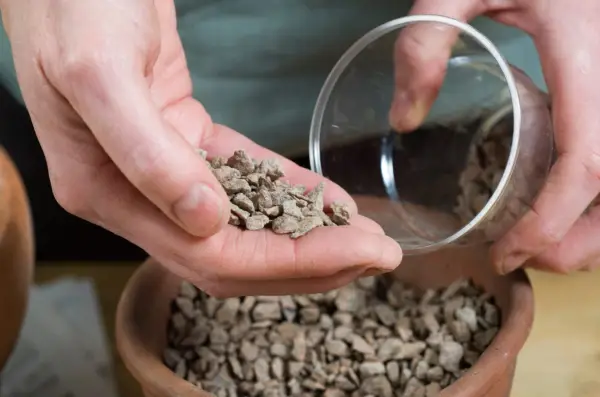 How to force anemone corms - adding horticultural grit to the base of each cup