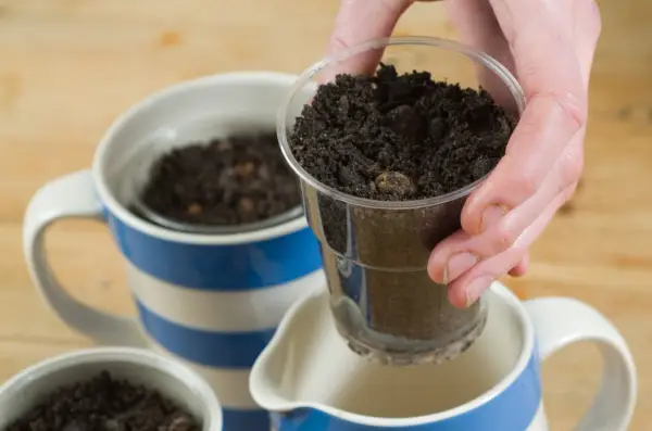 How to force anemone corms - planting the corms in compost