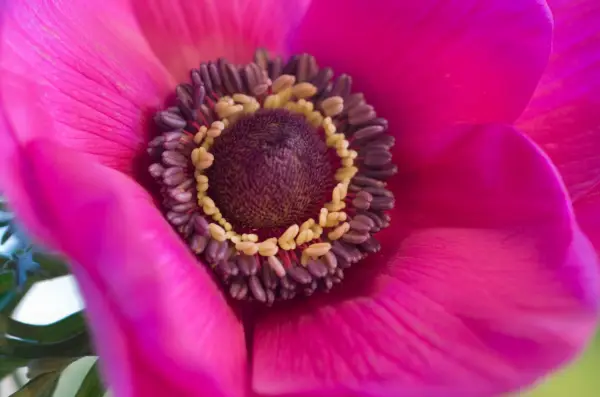 Ako vynútiť sasanky Corms