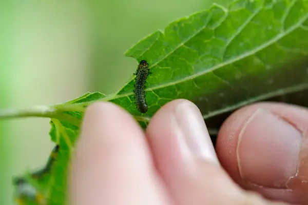 Removing sawfly larvae by hand