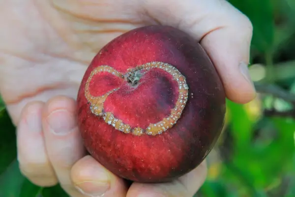 Comment se débarrasser de Sawfly