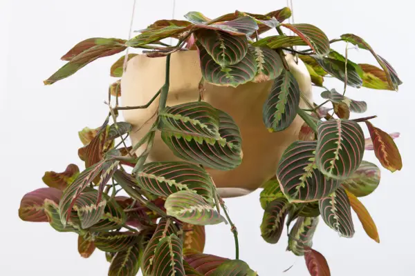 Trailing houseplants - Maranta leuconeura erythroneura