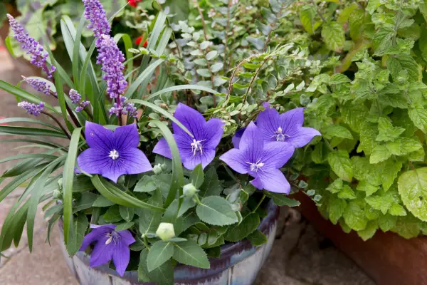 Platycodon growing in a pot
