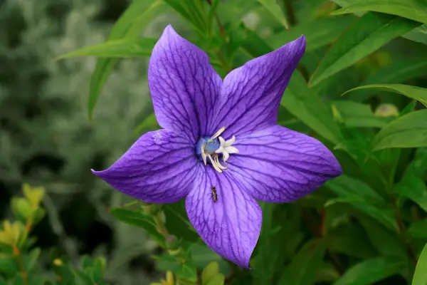 Platycodon grandiflorus. Getty Images