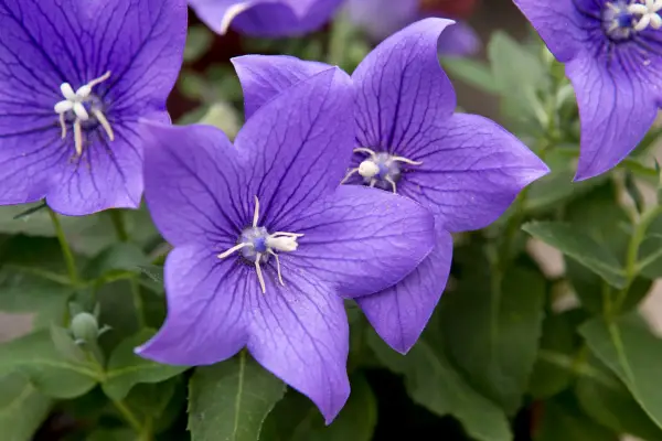 Platycodon grandiflorus