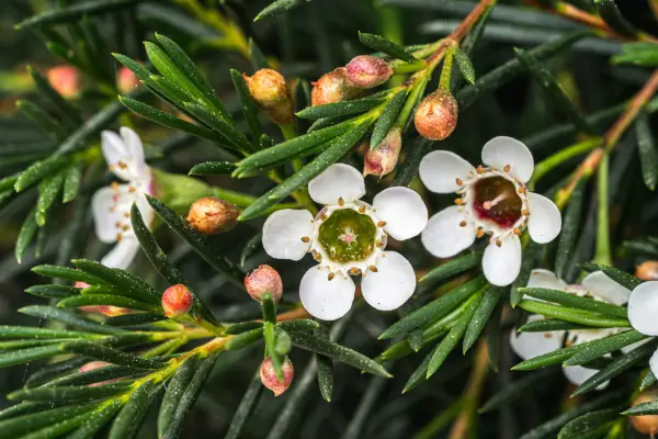 PInk-flowered wax flower. Getty Images