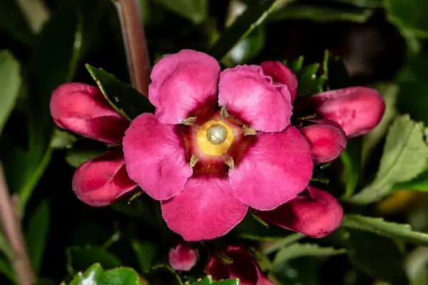 Dark pink-flowered wax flower. Getty Images