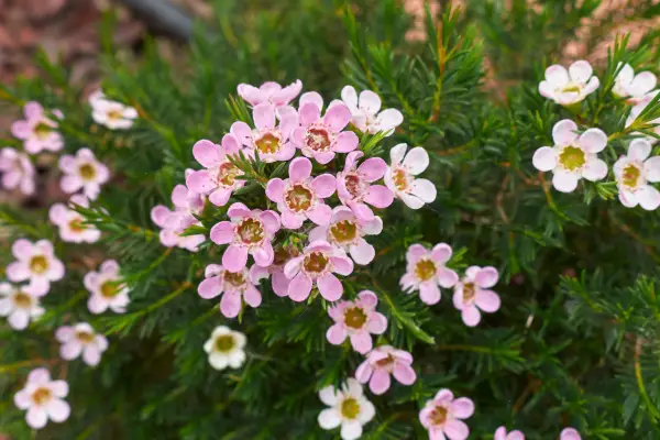 Pink-flowered wax flower. Getty Images