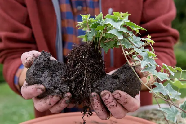 Reforming the ball with the ivy