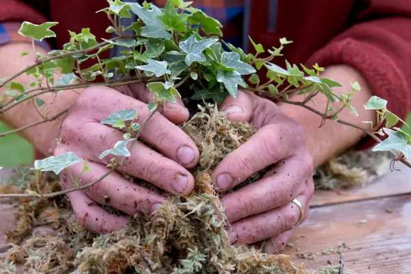 Wrapping moss sheet around the ball