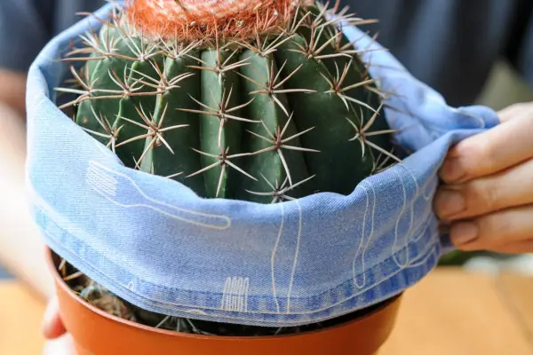 Wrapping a tea towel around the cactus