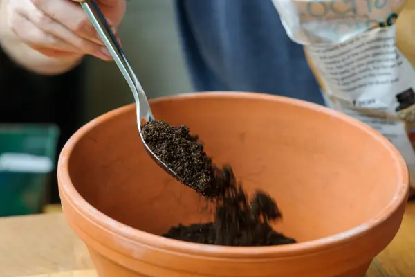 Adding compost to the new pot