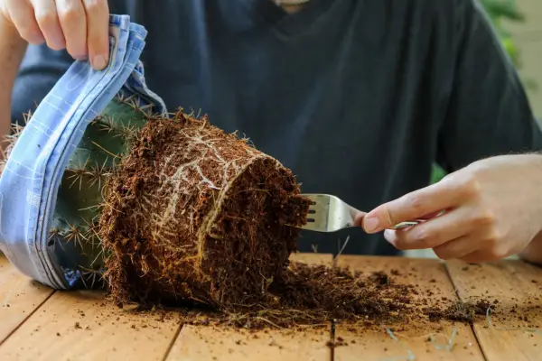 Teasing out roots using a fork