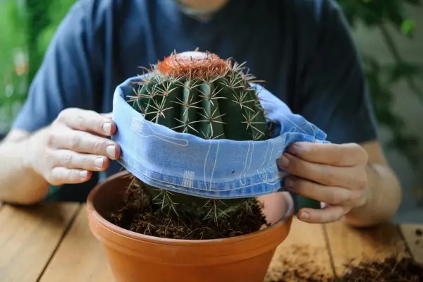 Lowering the cactus into its new pot