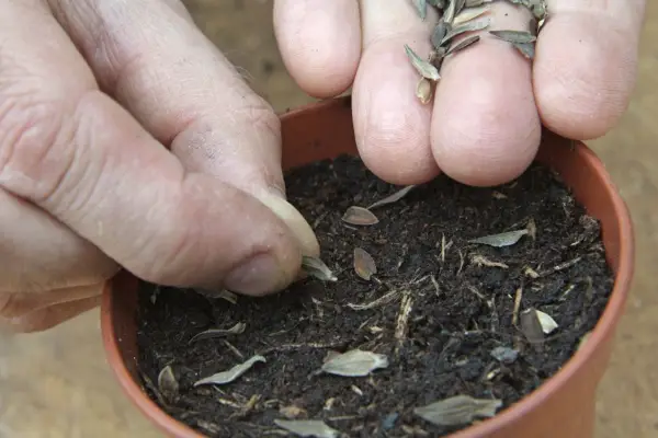 Sowing flower seed
