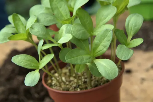 Flower seedlings