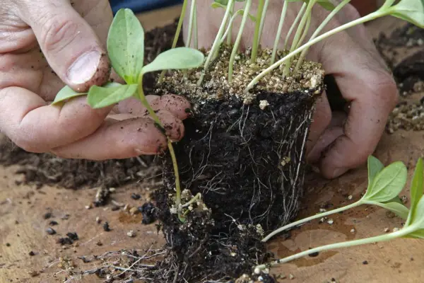 Transplanting flower seedlings