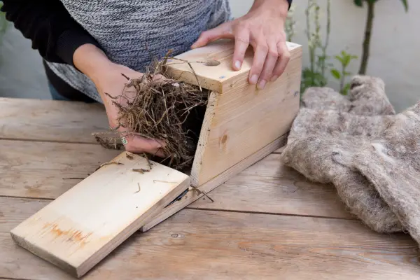 Removing the old material from the nest box