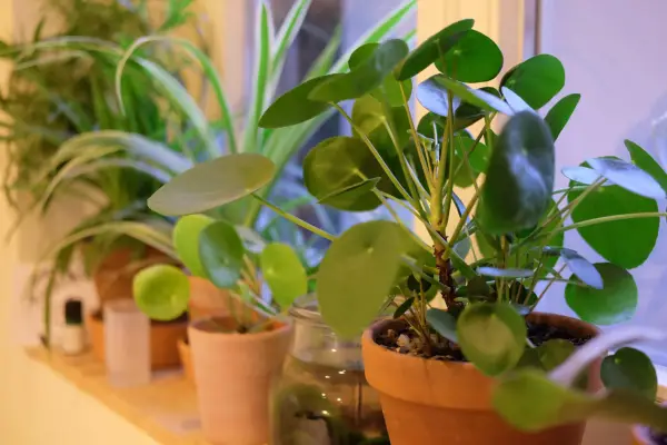 Houseplants for windowsills - Pilea peperomiodes