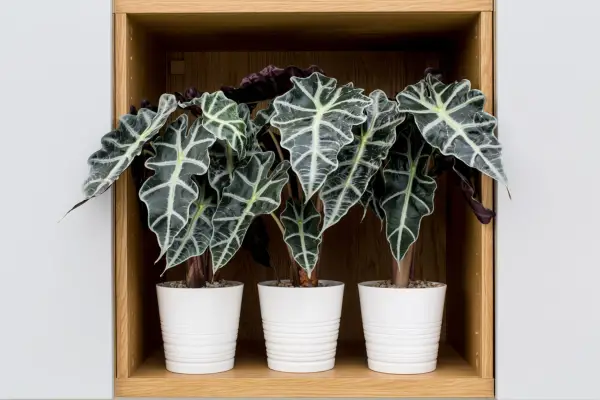 Alocasia x amazonica 